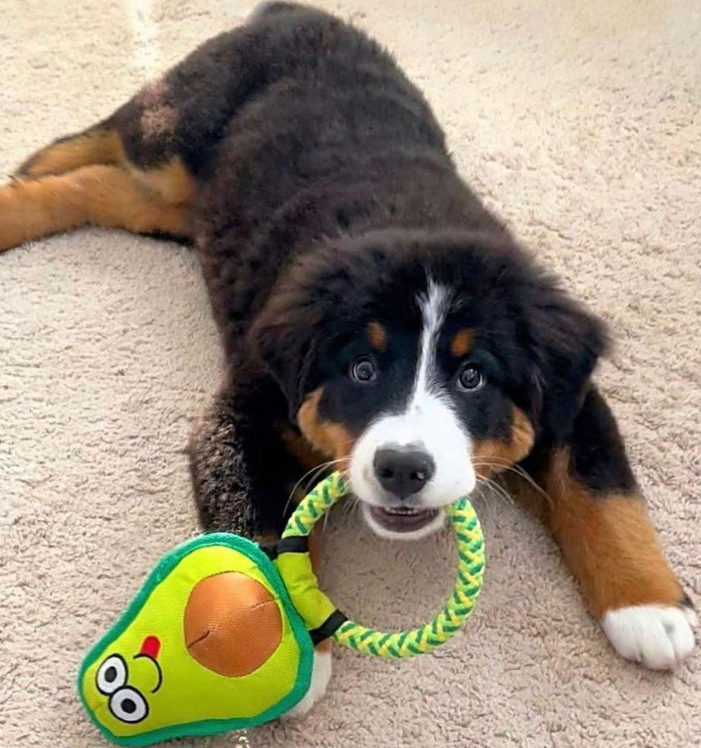 Avo Doggo: Premium Durable Avocado Dog Toy-4