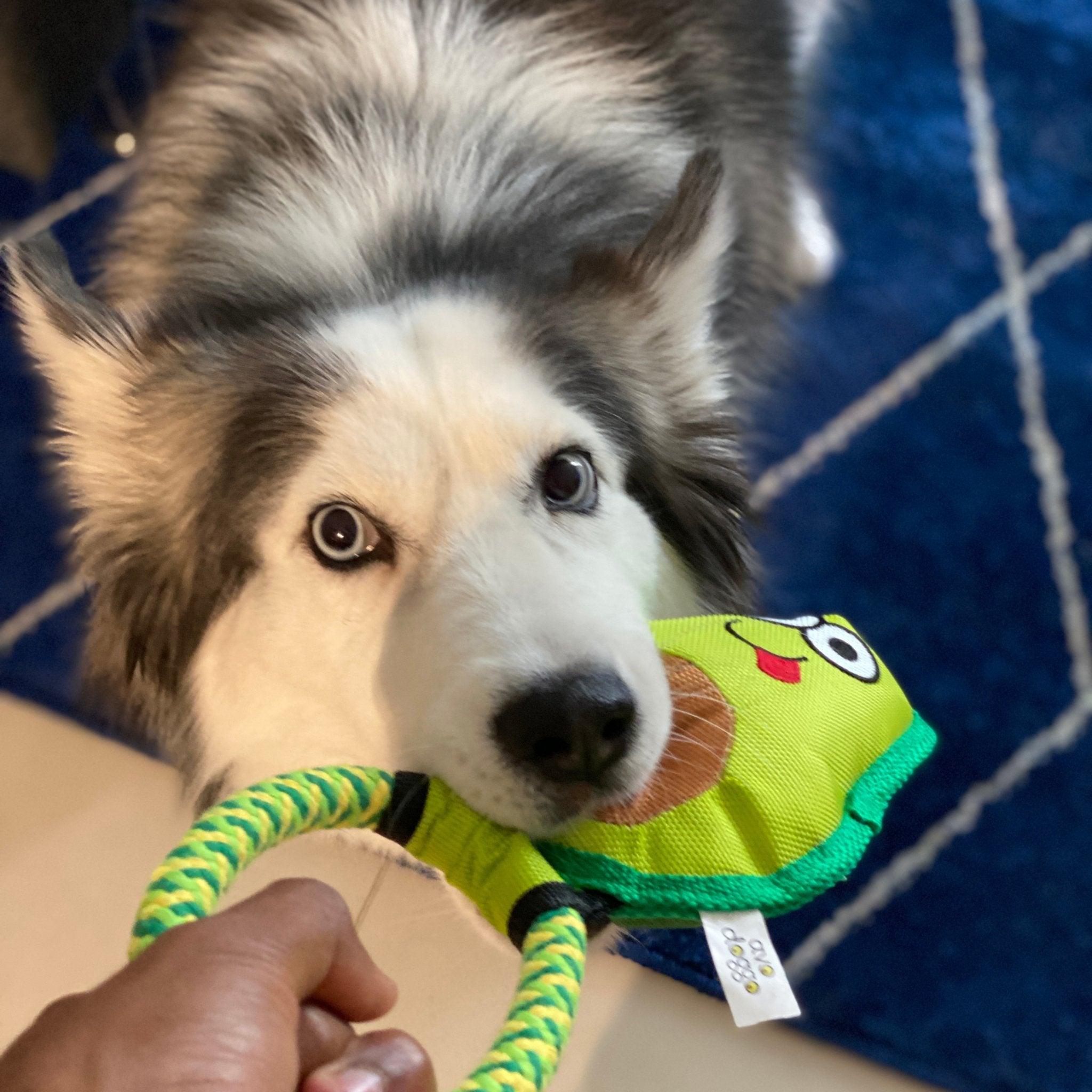 Avo Doggo: Premium Durable Avocado Dog Toy-3